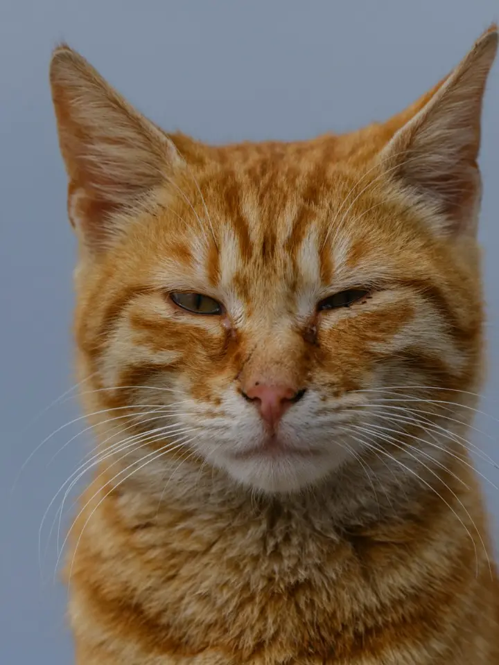 Original photo of a ginger cat
