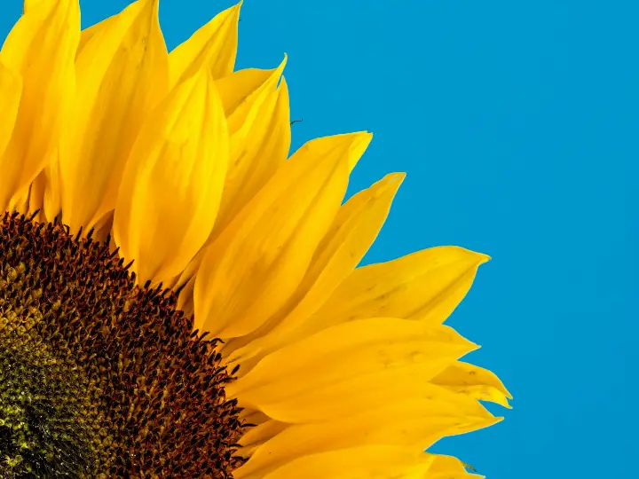 Original photo of a sunflower